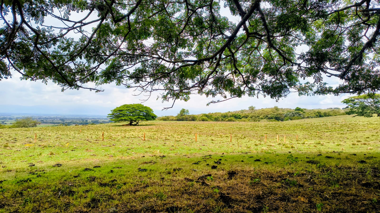 Potrero de Origen con saman centenario y vista al valle